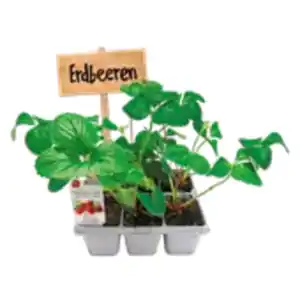 6er-Pack Erdbeerpflanzen