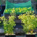 Bild 1 von Powertec Garden Vogelschutznetz 3er-Set