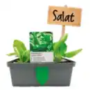 Bild 1 von Gemüsepflanzen