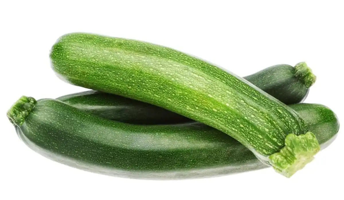 Bild 1 von Resistente Gemüsepflanzen Zucchini Cucurbita pepo grün 12 cm Topf