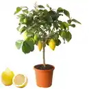 Bild 1 von Zitrus-Stamm verschiedene Sorten 21 cm Topf
