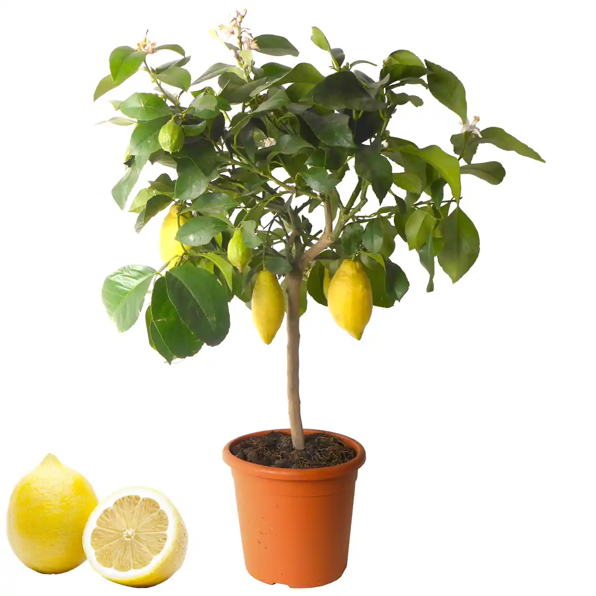 Bild 1 von Zitrus-Stamm verschiedene Sorten 21 cm Topf