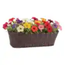 Bild 1 von Rattan–Balkonkasten