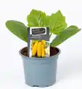 Bild 1 von Resistente Gemüsepflanzen Zucchini Cucurbita pepo gelb 12 cm Topf