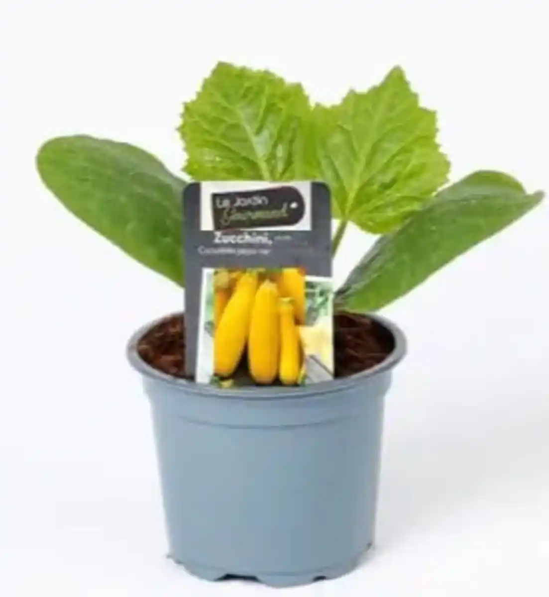 Bild 1 von Resistente Gemüsepflanzen Zucchini Cucurbita pepo gelb 12 cm Topf