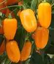 Bild 1 von Resistente Gemüsepflanzen Snackpaprika Capsicum orange 12 cm Topf