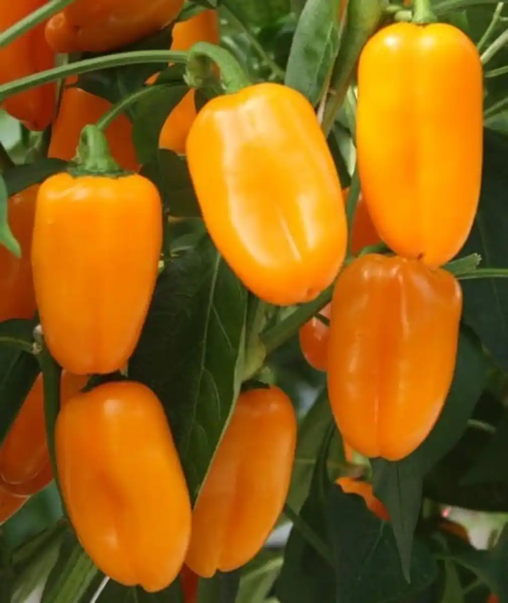 Bild 1 von Resistente Gemüsepflanzen Snackpaprika Capsicum orange 12 cm Topf