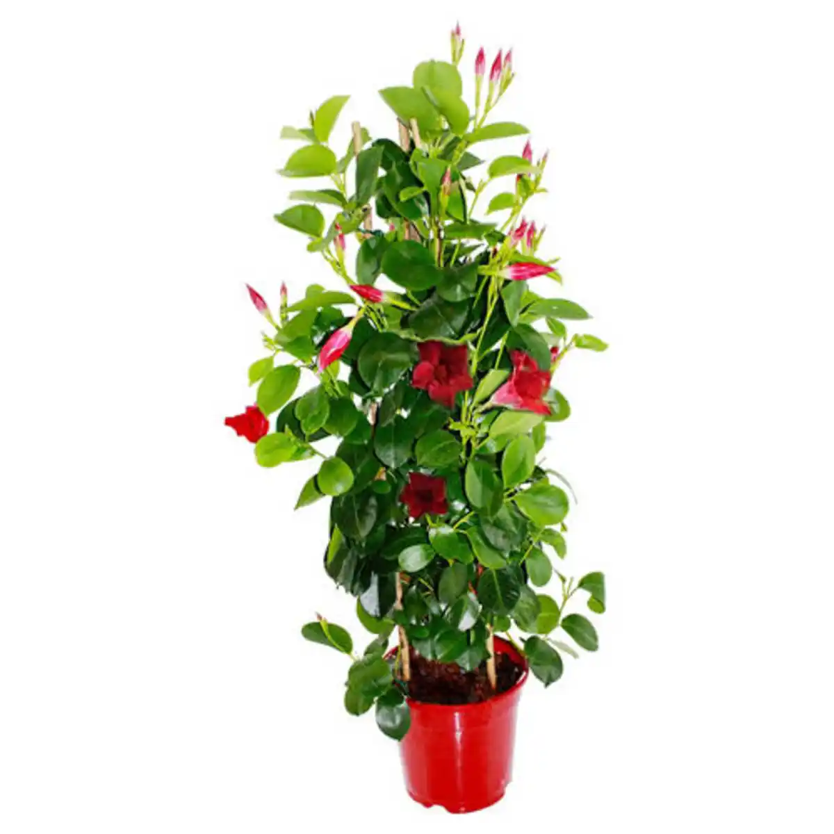 Bild 1 von GARDENLINE Dipladenie rot