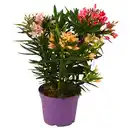 Bild 1 von GARDENLINE Oleander Busch Trio