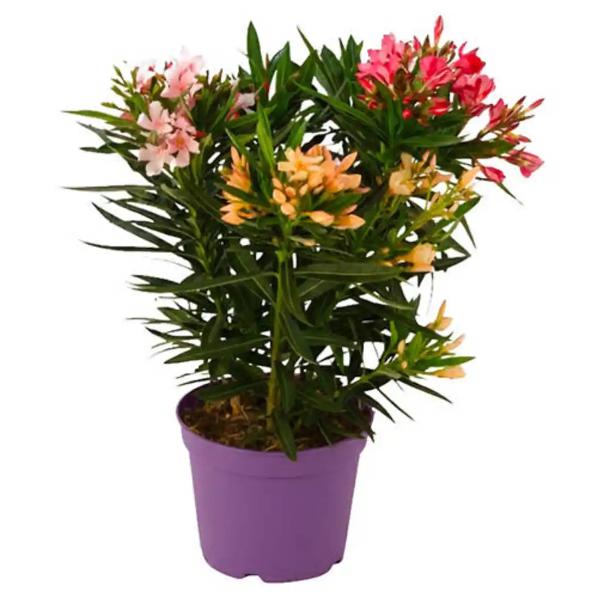 Bild 1 von GARDENLINE Oleander Busch Trio