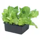 Bild 1 von GARDENLINE Salate 6er-Schalen, Eissalat