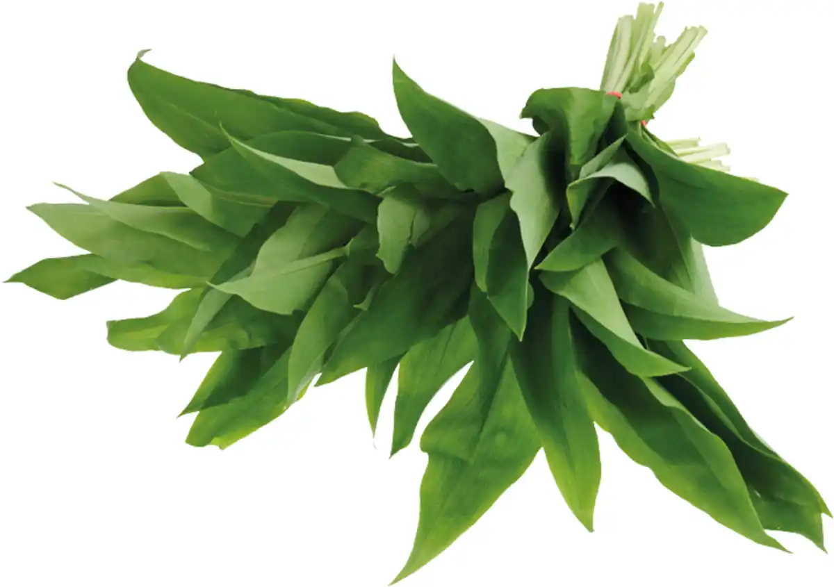 Bild 1 von Bärlauch