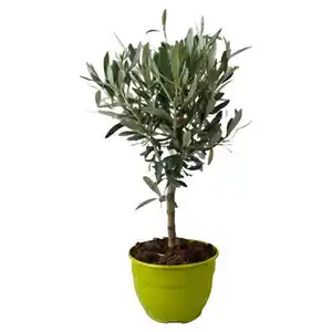 GARDENLINE Fruchtgehölze Schalen - Olea europae