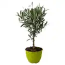 Bild 1 von GARDENLINE Fruchtgehölze Schalen - Olea europae