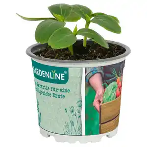 GARDENLINE Gemüsepflanzen, Snackgurke
