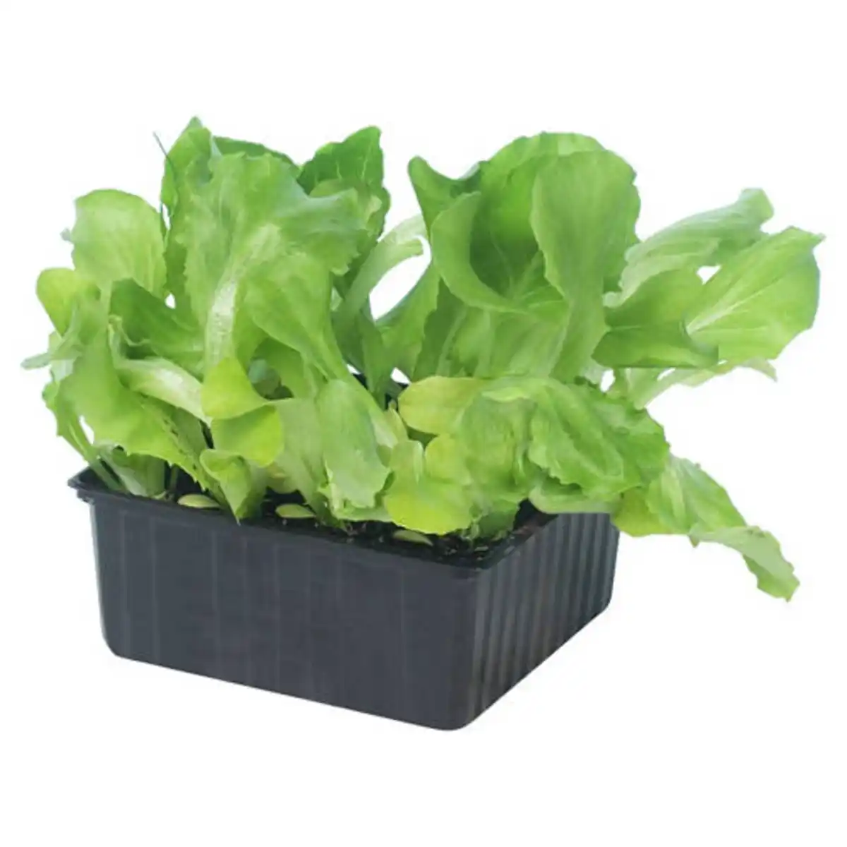 Bild 1 von GARDENLINE Sommerbeetgemüse, Eissalat