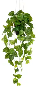 Kunstpflanze Philodendronhänger II Grün, Grün