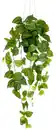 Bild 1 von Kunstpflanze Philodendronhänger II Grün, Grün