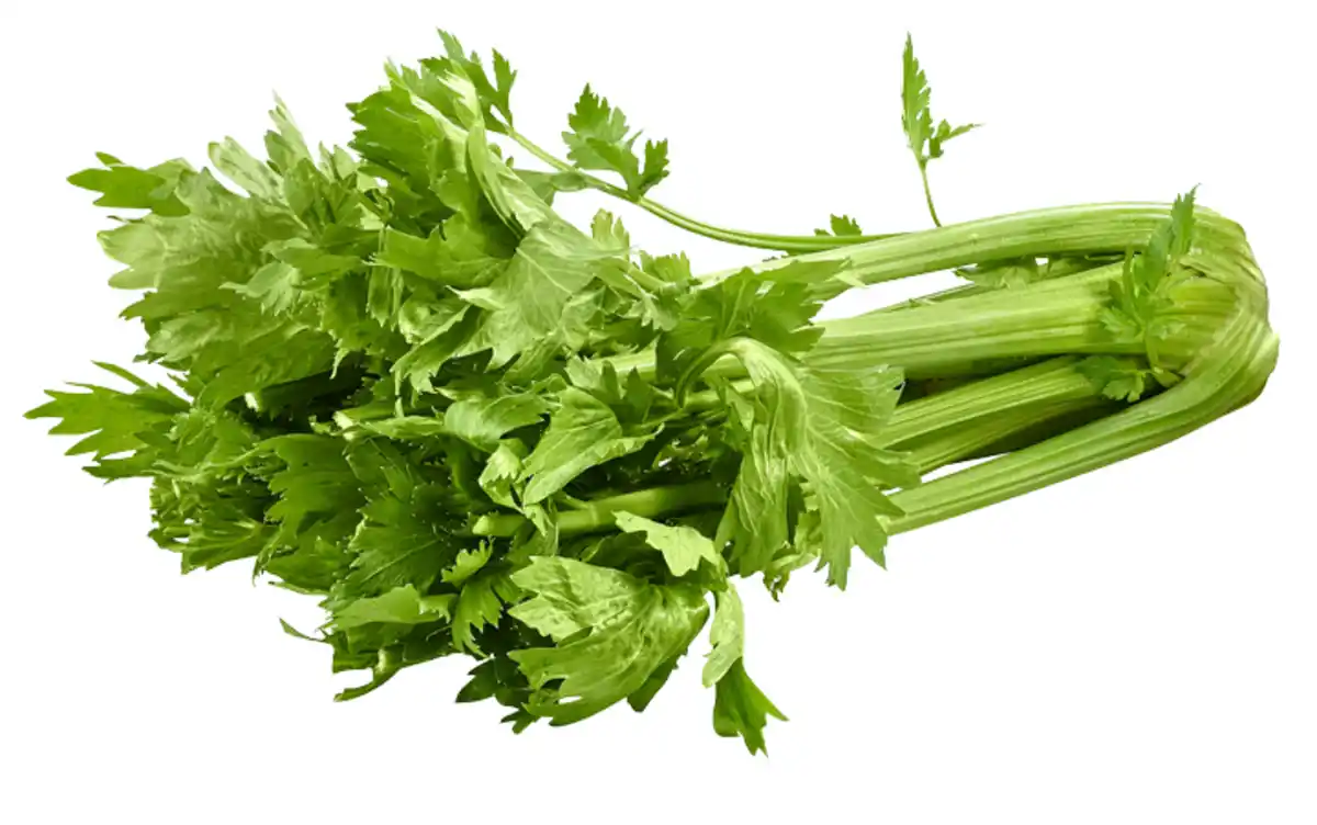 Bild 1 von Staudensellerie