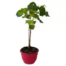 Bild 1 von GARDENLINE Fruchtgehölze Schalen - Vitis