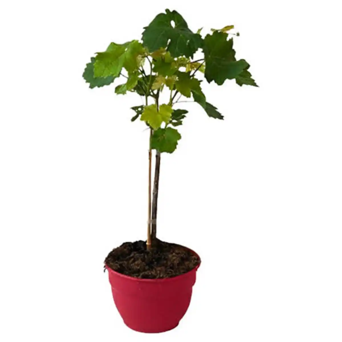 Bild 1 von GARDENLINE Fruchtgehölze Schalen - Vitis