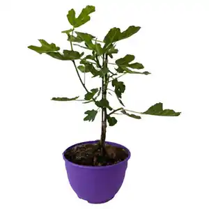 GARDENLINE Fruchtgehölze Schalen - Ficus carica