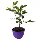 Bild 1 von GARDENLINE Fruchtgehölze Schalen - Ficus carica