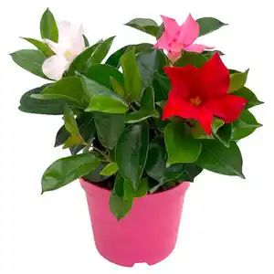 GARDENLINE Dipladenie Busch Trio