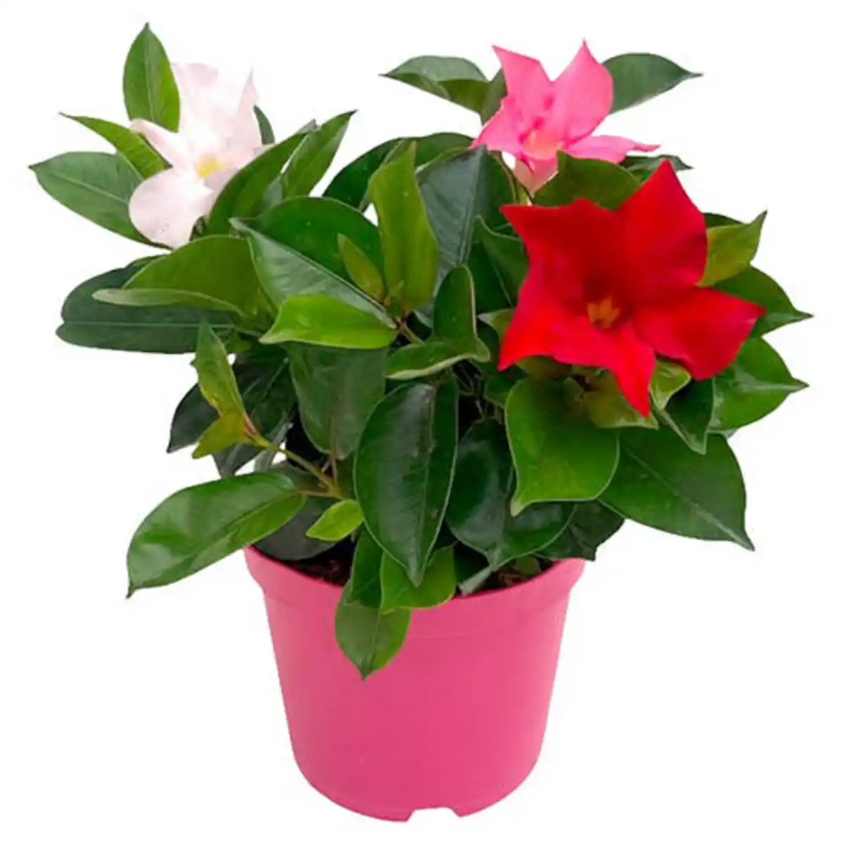 Bild 1 von GARDENLINE Dipladenie Busch Trio