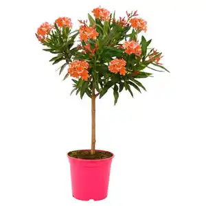 GARDENLINE Oleander Stämmchen