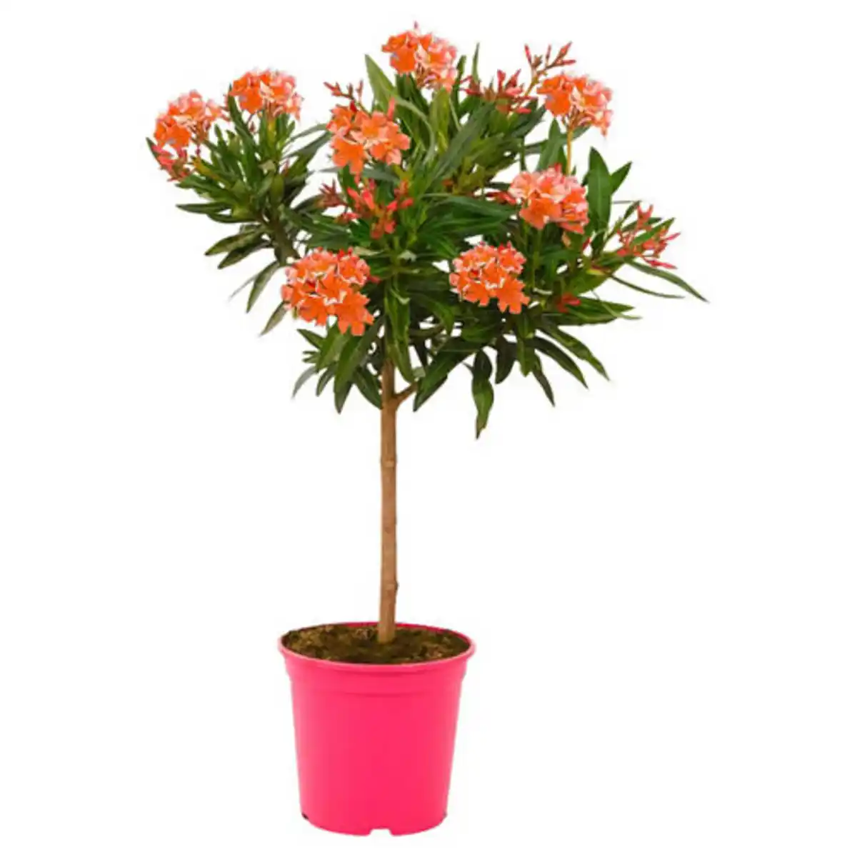 Bild 1 von GARDENLINE Oleander Stämmchen