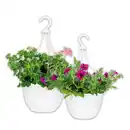 Bild 1 von Ampelpflanzen