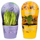 Bild 1 von Allium XXL / Sommerstauden Mix