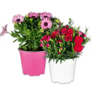 Blühmix aus Italien