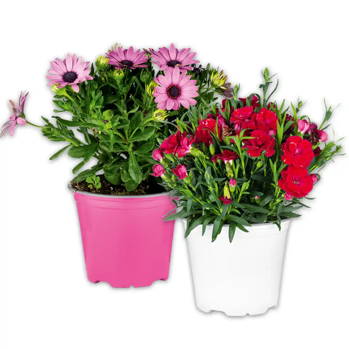 Bild 1 von Blühmix aus Italien