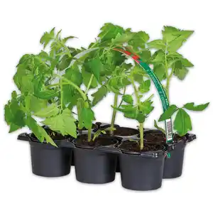 Finest Garden Tomatenpflanzen für die eigene Ernte