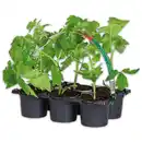 Bild 1 von Finest Garden Tomatenpflanzen für die eigene Ernte