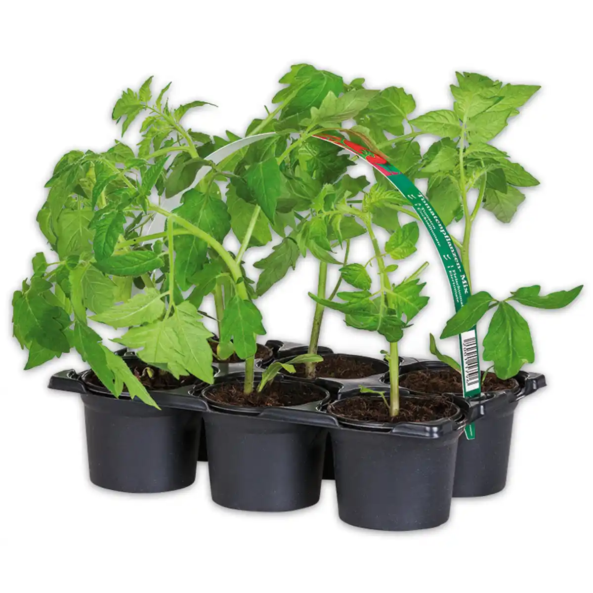 Bild 1 von Finest Garden Tomatenpflanzen für die eigene Ernte