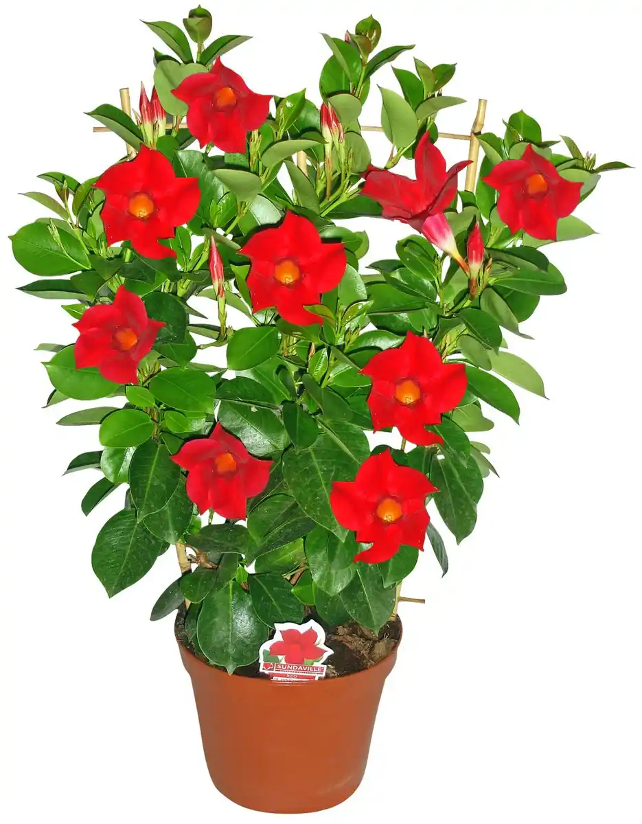 Bild 1 von Dipladenie