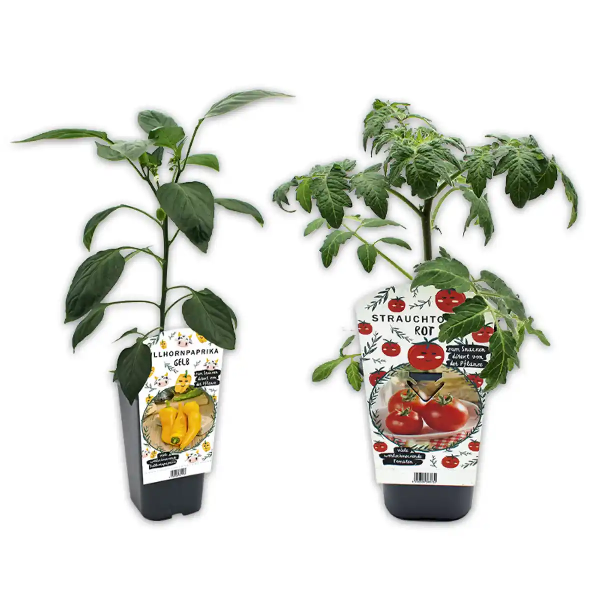 Bild 1 von Tomaten-/ Paprikapflanzen XXL