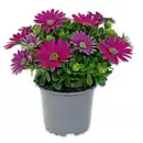 Bild 1 von Kapmargarite