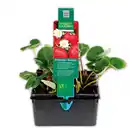 Bild 1 von Finest Garden Erdbeerpflanzen