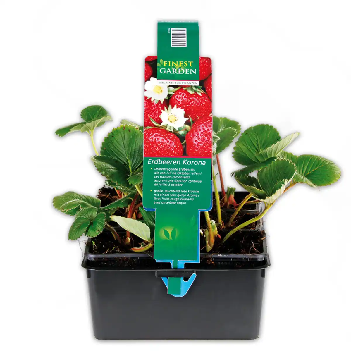 Bild 1 von Finest Garden Erdbeerpflanzen