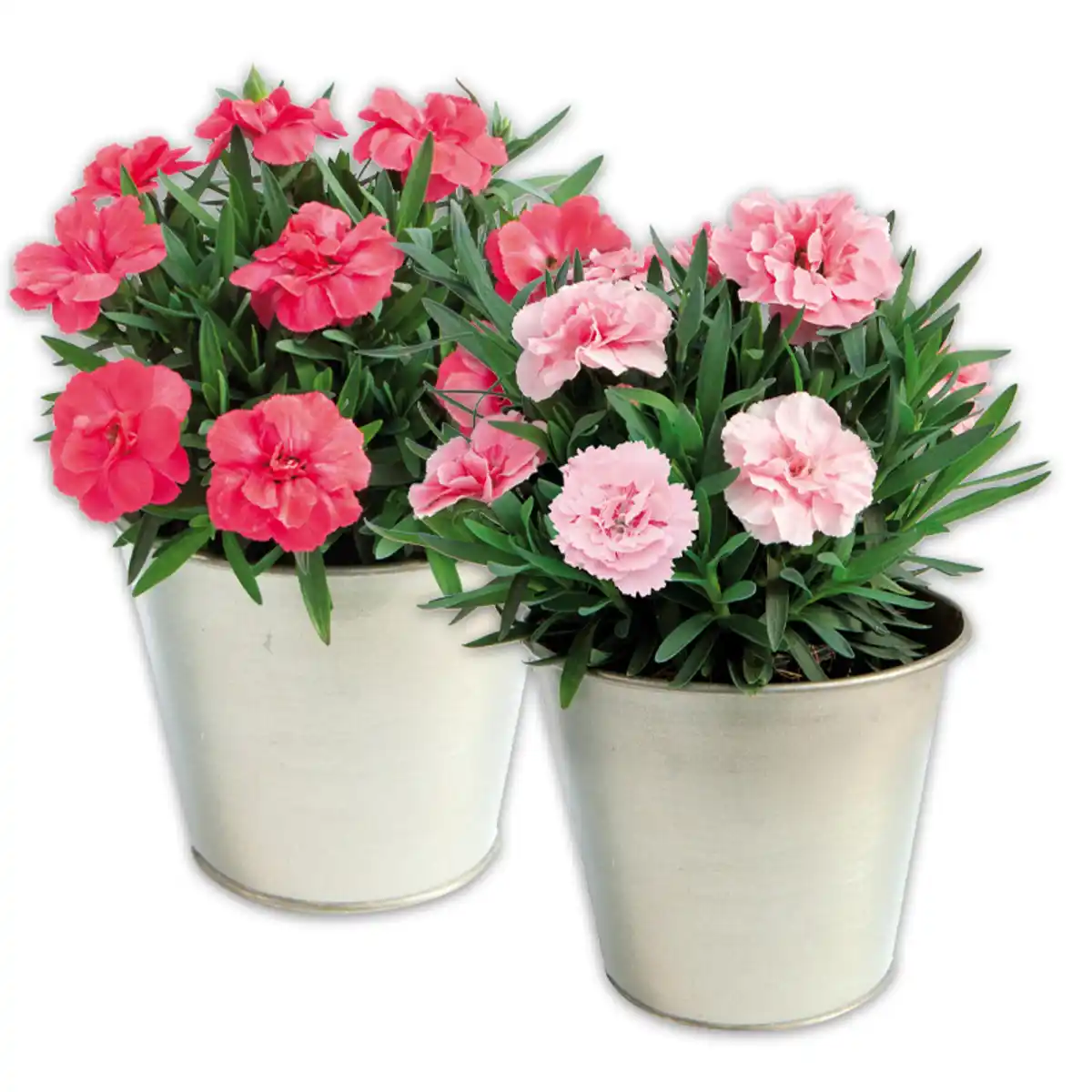 Bild 1 von Kaisernelke