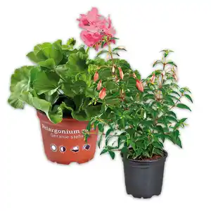 Fuchsien / Geranien