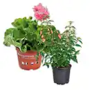 Bild 1 von Fuchsien / Geranien