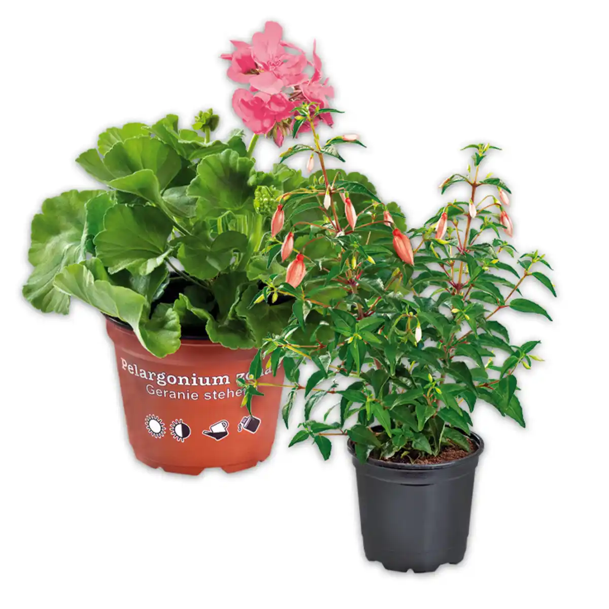 Bild 1 von Fuchsien / Geranien