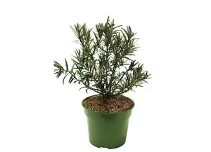 Wildobst-Busch-Mix im 19 cm Topf