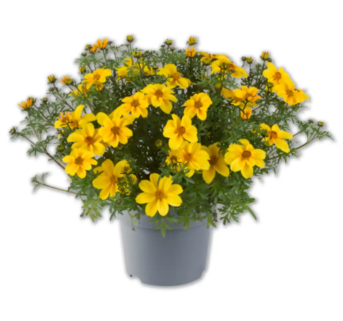 Bild 1 von Goldmarie*