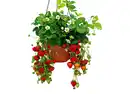 Bild 1 von Erdbeer-Ampel mit 3 Sorten Erdbeeren